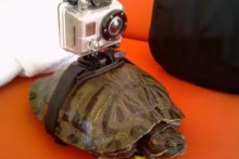 DIY-Turtle-Camcorder