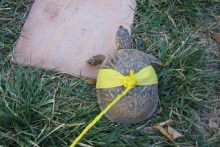 DIY-Turtle-Harness