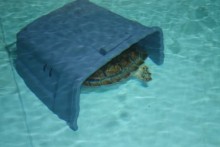DIY-Turtle-Hide