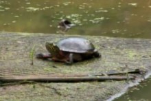 DIY-Turtle-Raft