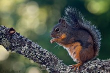 DIY-Wild-Squirrel-Portrait