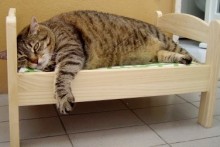 Doll-Bed-Cat-Bed