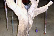 Driftwood-Cat-Tree
