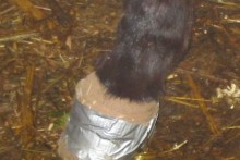 Duct-Tape-Horse-Boots