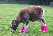 Galoshes-Hoof-Rot-Guards