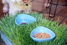 Grass-Tray-Pet-Placemat