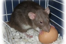 Hard-Boiled-Egg-Rat-Treat