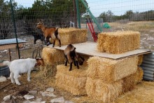 Hay-Bale-Goat-Shelter