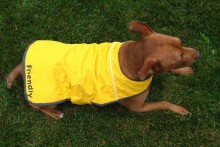 Jacket-Dog-Raincoat