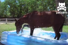 Kiddie-Pool-Horse-Cooling