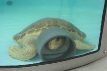 PVC-Pipe-Turtle-Sleep-Spot