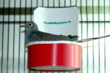 Paper-Container-Dove-Nest