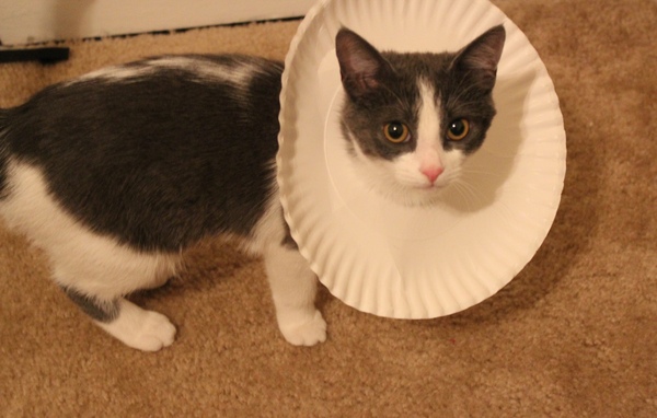 Paper Plate Cat Cone Collar - petdiys.com