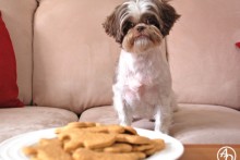 Peanut-Butter-Dog-Biscuits