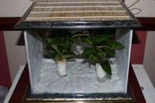 Picture-Frame-Stick-Insect-Cage