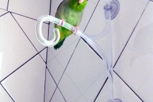 Plant-Hanger-Bird-Perch