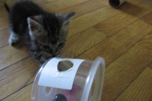 Plastic-Container-Cat-Toy