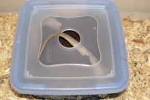 Plastic-Container-Snake-Nest-Box