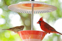 Plate-Bowl-Bird-Feeder