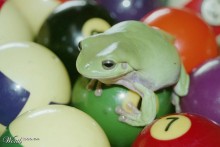 Pool-Ball-Frog-Playground
