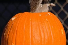 Pumpkin-Squirrel-Feeder