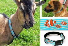 Ribbon-Goat-Collar-Leash