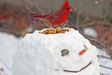 Snowman-Bird-Feeder