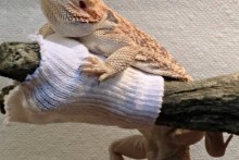 Sock-Dragon-Perch-Cozy