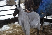 Sweatshirt-Foal-Blanket