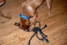 T-shirt Dog Rope Toy