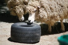 Tire-Barnyard-Foraging-Toy