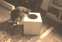 Toy-Car-Box-Cat-Toy