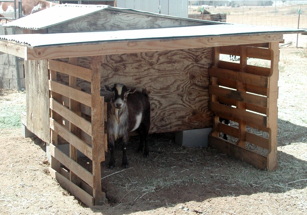 diy wood pallet goat patio - petdiys.com