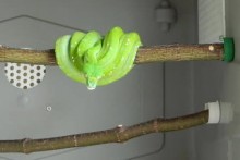 Bottle Cap Branch Perch