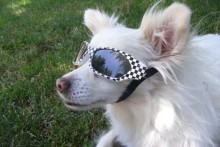 DIY Dog Sunglasses