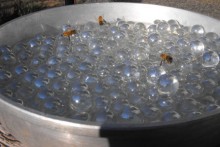 Marble Pan Bee Pond