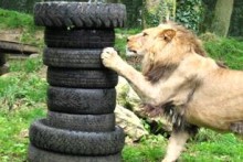 Tire Scratching Post