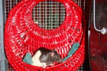 Wall Basket Rat Bed