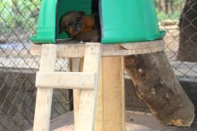 DIY Bucket Raccoon House