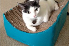 DIY Cardboard Cat Lounger