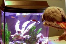 DIY-Parrot-Aquarium-Enrichment