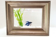 Picture Frame Fish Tank