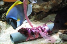 PVC-Seaweed-Feeder