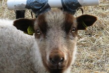 PVC Sheep Head Guard