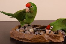 River-Rock-Foraging-Feeder