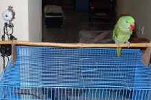 DIY-Cage-Top-Perch