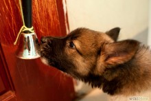 DIY-Dog-Bathroom-Bell-Trainging