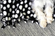 DIY-Fleece-Dog-Blanket