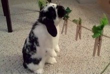 DIY-Rabbit-Treat-Clothesline