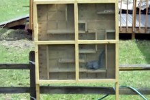 DIY-Squirrel-Feeder-Maze